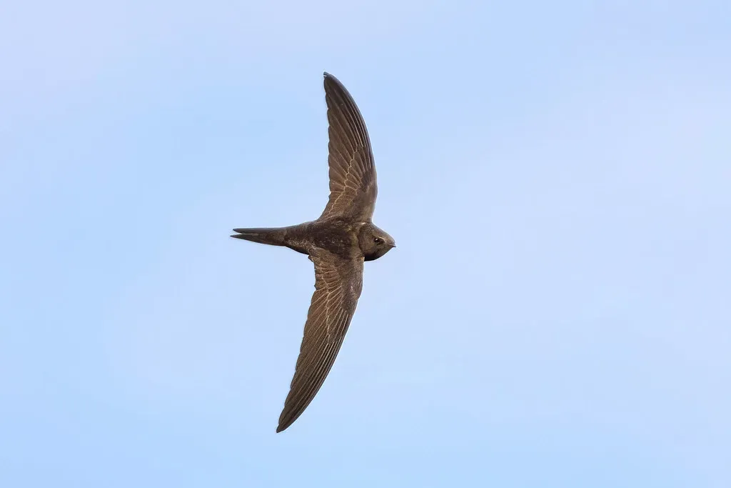 Meet the Real Record‑Holder: The Common Swift’s Astonishing Level‑Flight Speed (agulivanov, Flickr, CC BY 2.0)