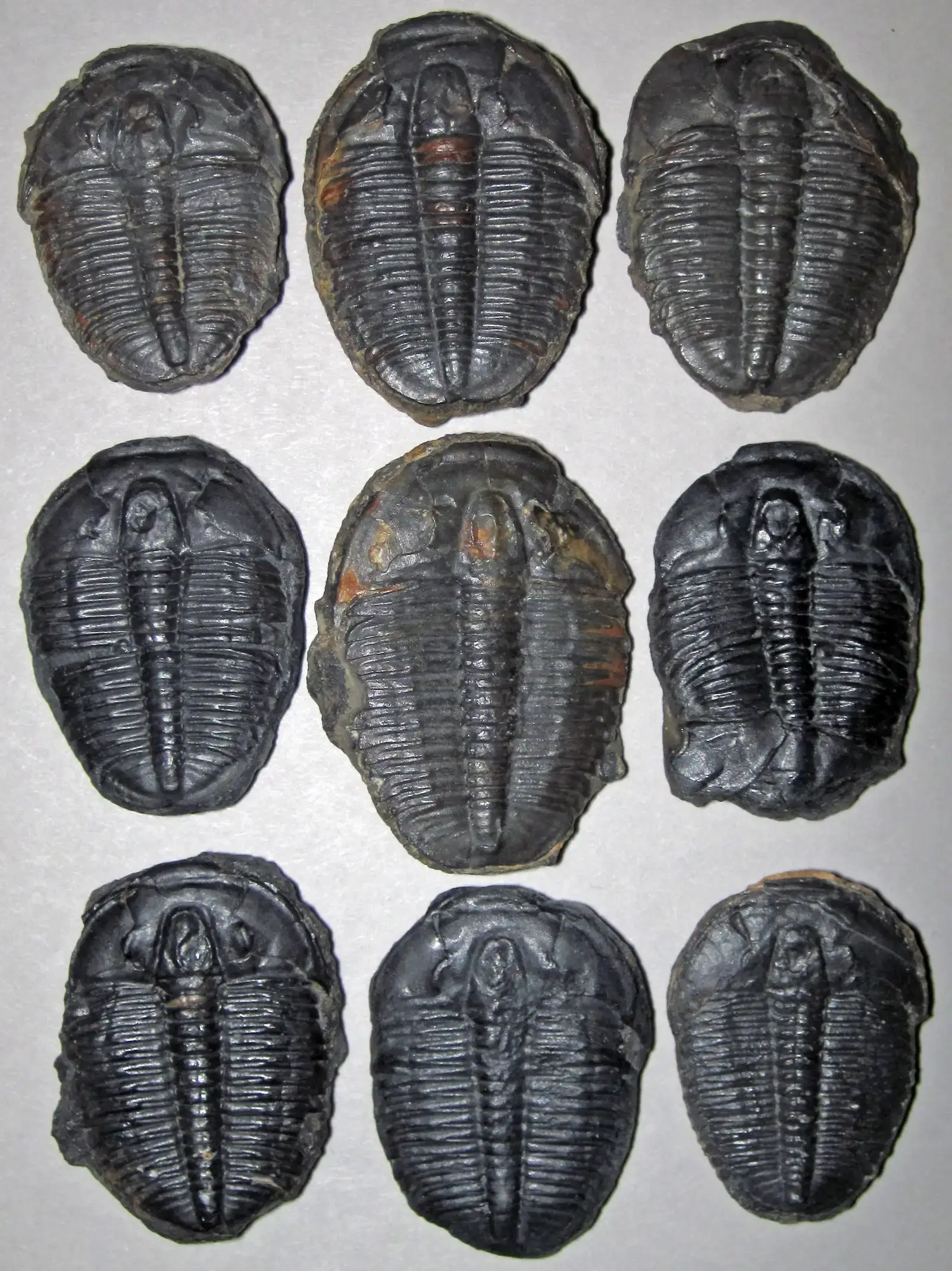 The Permian–Triassic Mass Extinction: When Earth Nearly Lost It All (Image Credits: Wikimedia)