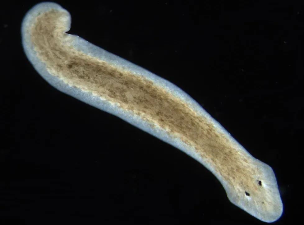 Planarian Flatworms: Masters of Regeneration (Image Credits: Wikimedia)
