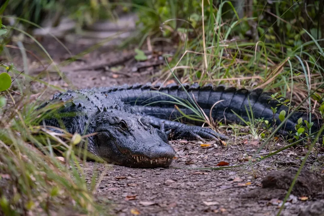 What You Should Never Do Around A Florida Alligator (Image Credits: Unsplash)