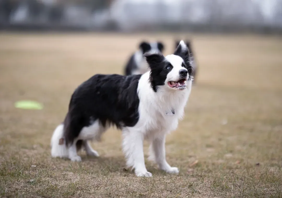 Aries – The Energetic Border Collie (Image Credits: Unsplash)