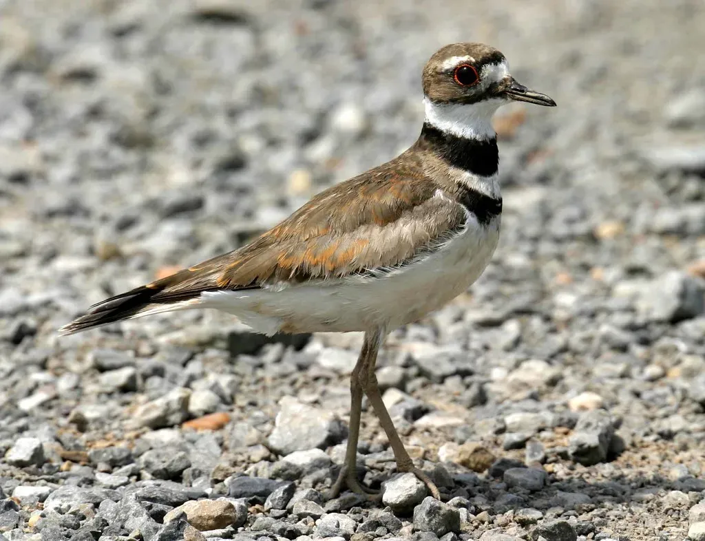 Conclusion: You Never Look At That “Ordinary” Bird The Same Way Again (hart_curt, Flickr, CC BY 2.0)