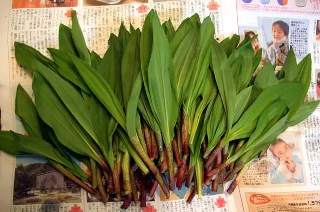#8 - Fibrous Wild Plants Built Our Gut Bacteria (Self-photographed, Public domain)