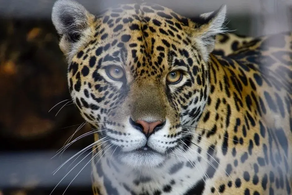 Approaching Feline Powers With Respect, Not Romance (Image Credits: Pexels)
