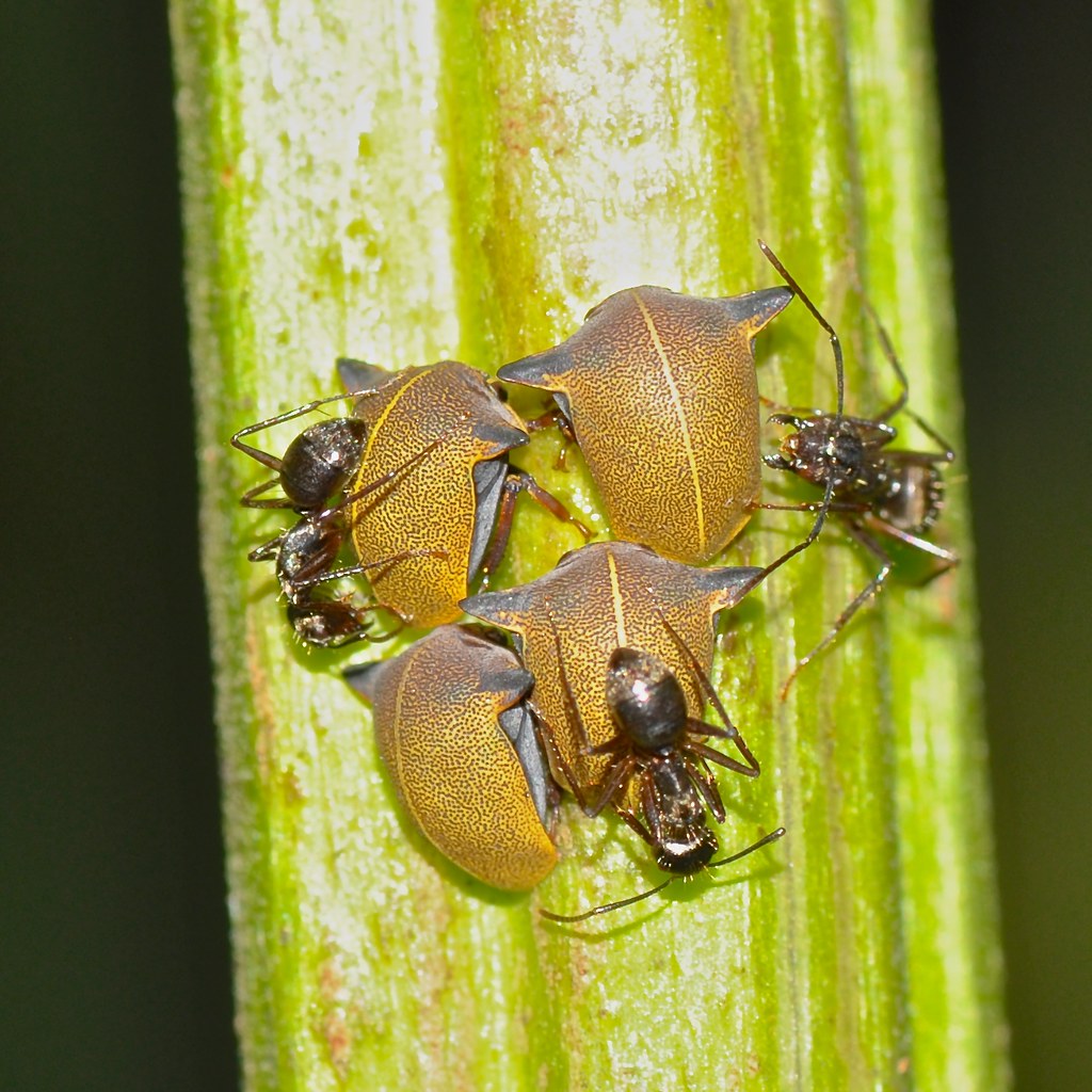 They Have Formed Unexpected Alliances With Ants (Image Credits: Flickr)
