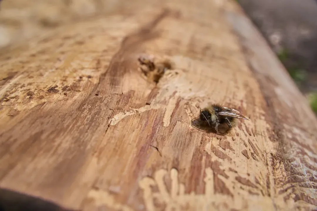 From Ancient Woodworkers to Modern Backyard Visitors (Image Credits: Unsplash)