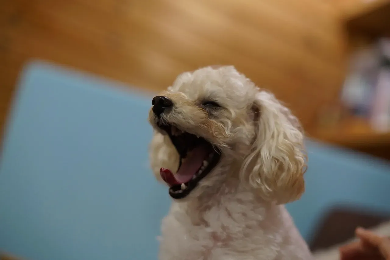 Why Neuroscientists Are Still Arguing About Dog Yawns (Image Credits: Pixabay)