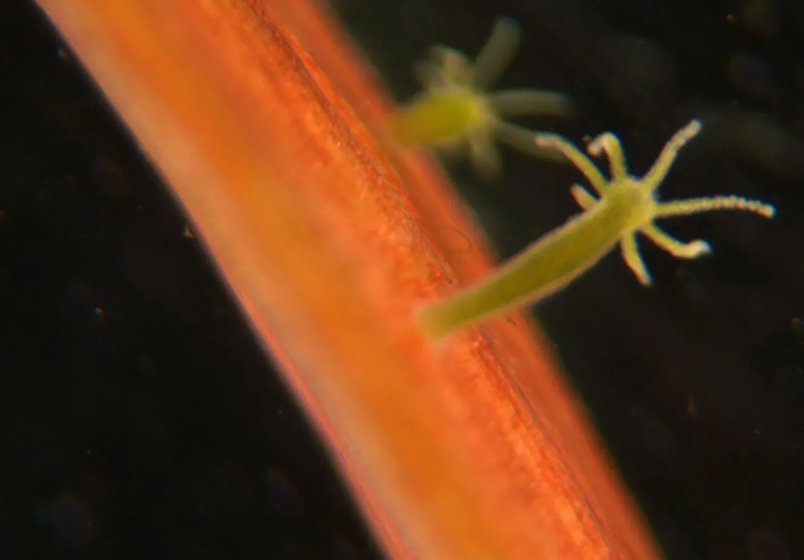 Hydra: The Tiny Creature That Refuses to Age (Image Credits: Wikimedia)