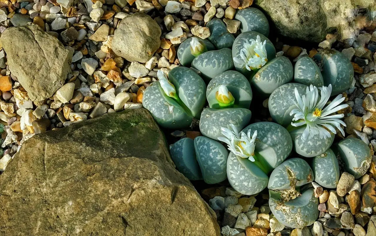 Lithops Disguise Themselves as Pebbles (Image Credits: Pixabay)