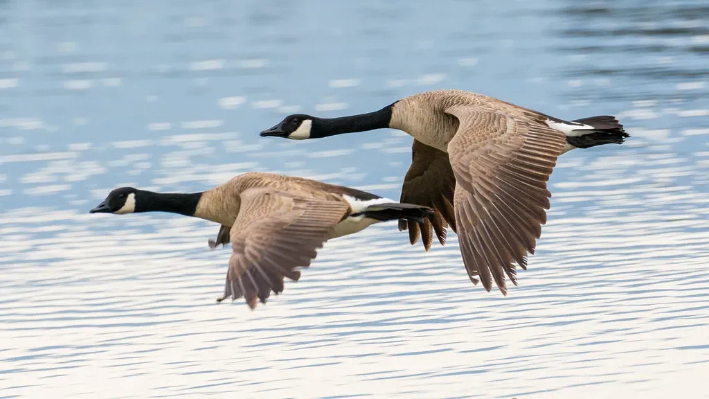 8. Changing Flight Direction Against Their Usual Routes (donjd2, Flickr, CC BY 2.0)