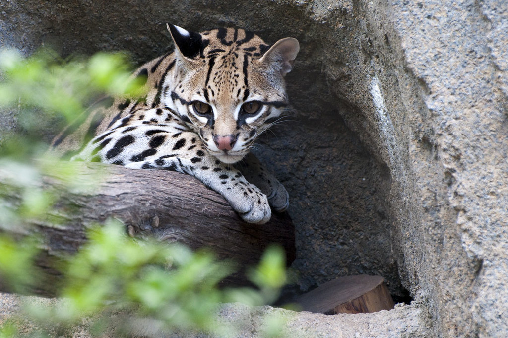 Massive Habitat Restoration Efforts Transform the Landscape (Image Credits: Flickr)