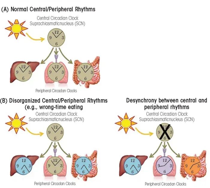 6. Metabolism Reimagined: Brown Fat, Hunger Hormones, and Internal Clocks (Image Credits: Wikimedia)