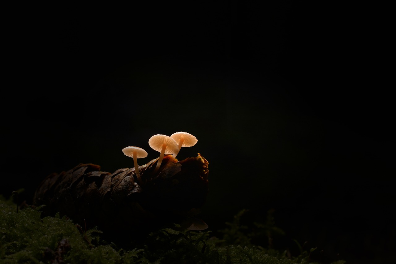 The Molecular Players in Fungal Light Production (Image Credits: Pixabay)