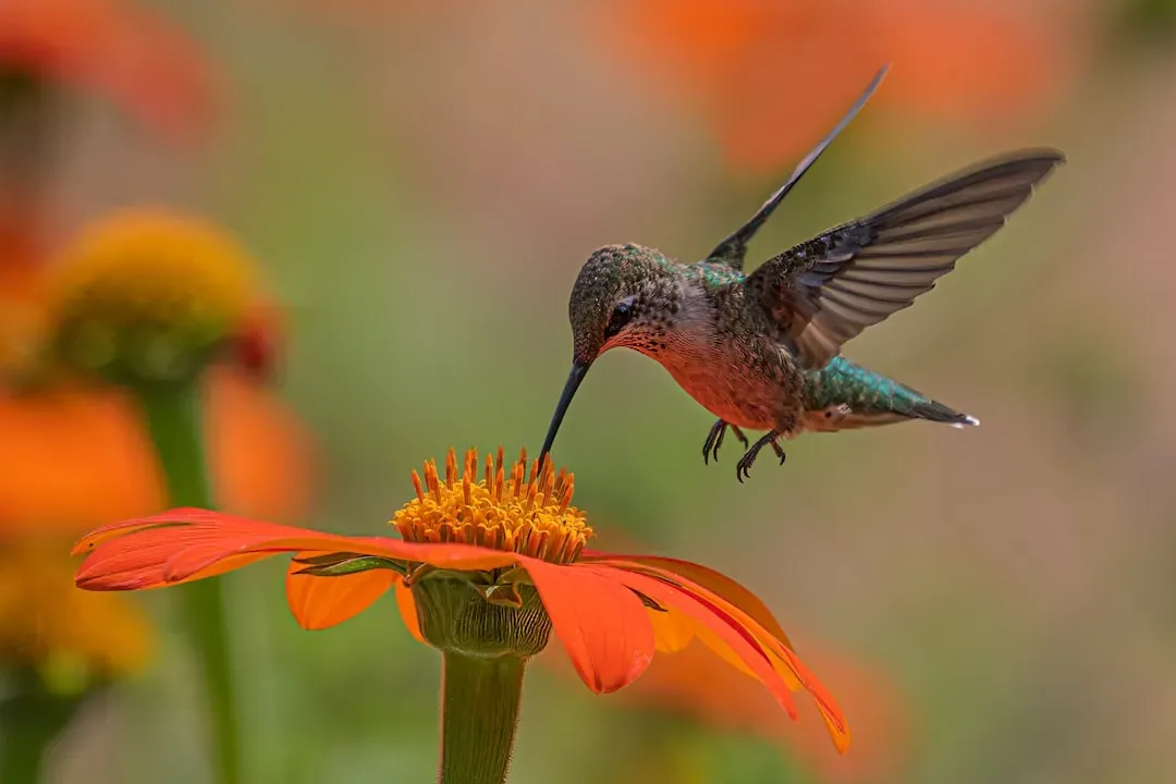 How Hummingbirds Actually Sample And Learn (Image Credits: Unsplash)