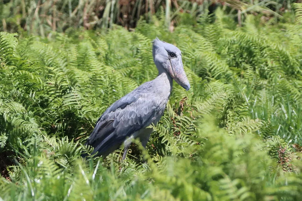 2. Shoebill – The Dinosaur Bird That Stares Into Your Soul (Image Credits: Flickr)