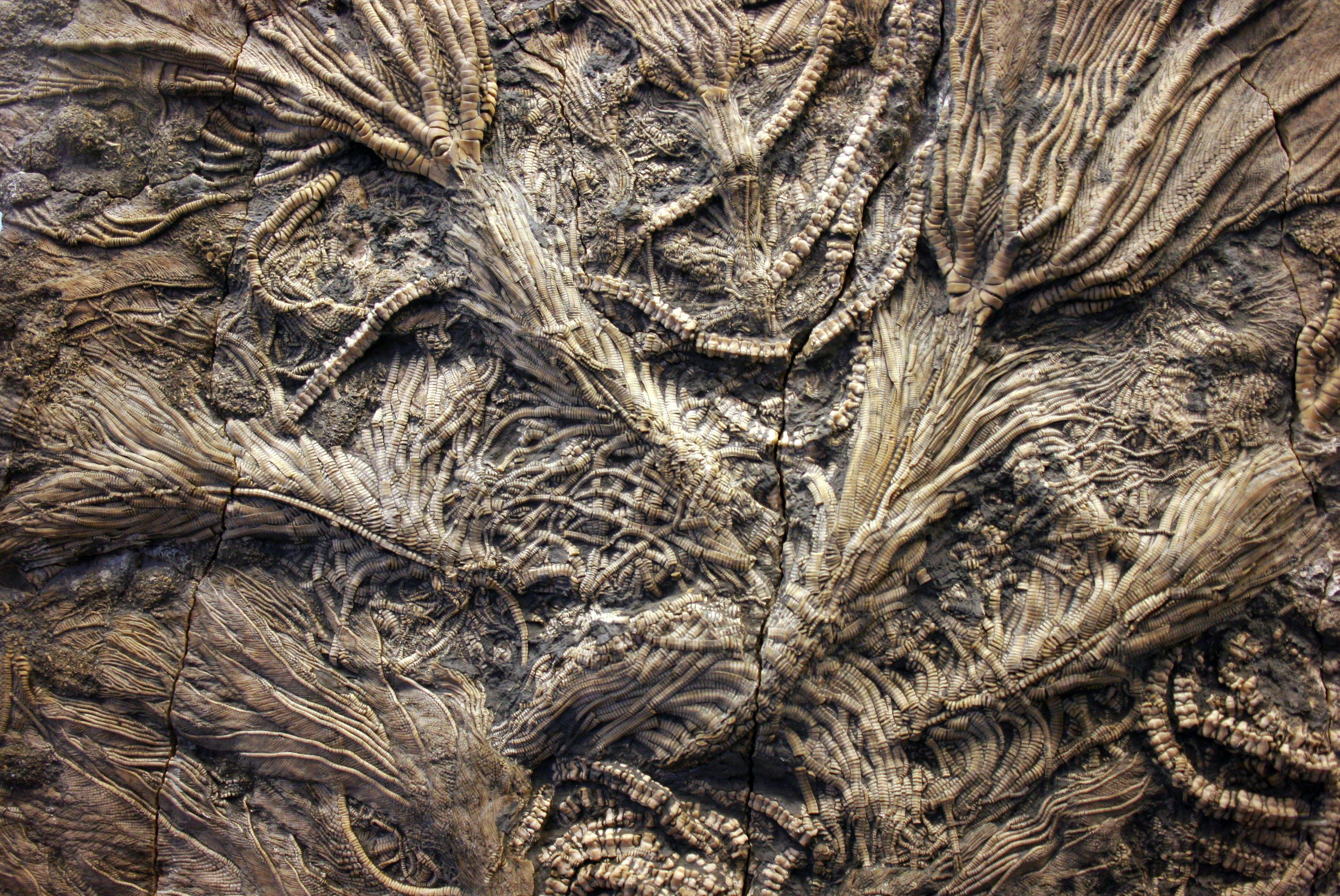 Crinoid Gardens in Stone (Image Credits: Wikimedia)