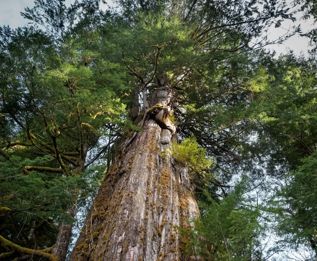 Why Protecting the Oldest Trees Might Change Everything (Image Credits: Unsplash)