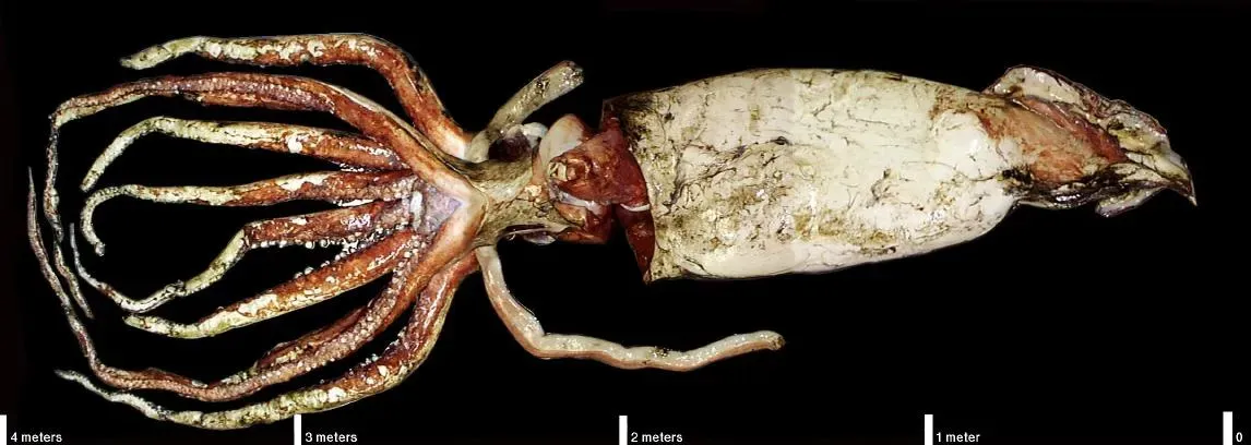 #1 The Giant Squid: From Sailors’ Tall Tale to Real-Life Sea Monster (Public domain)