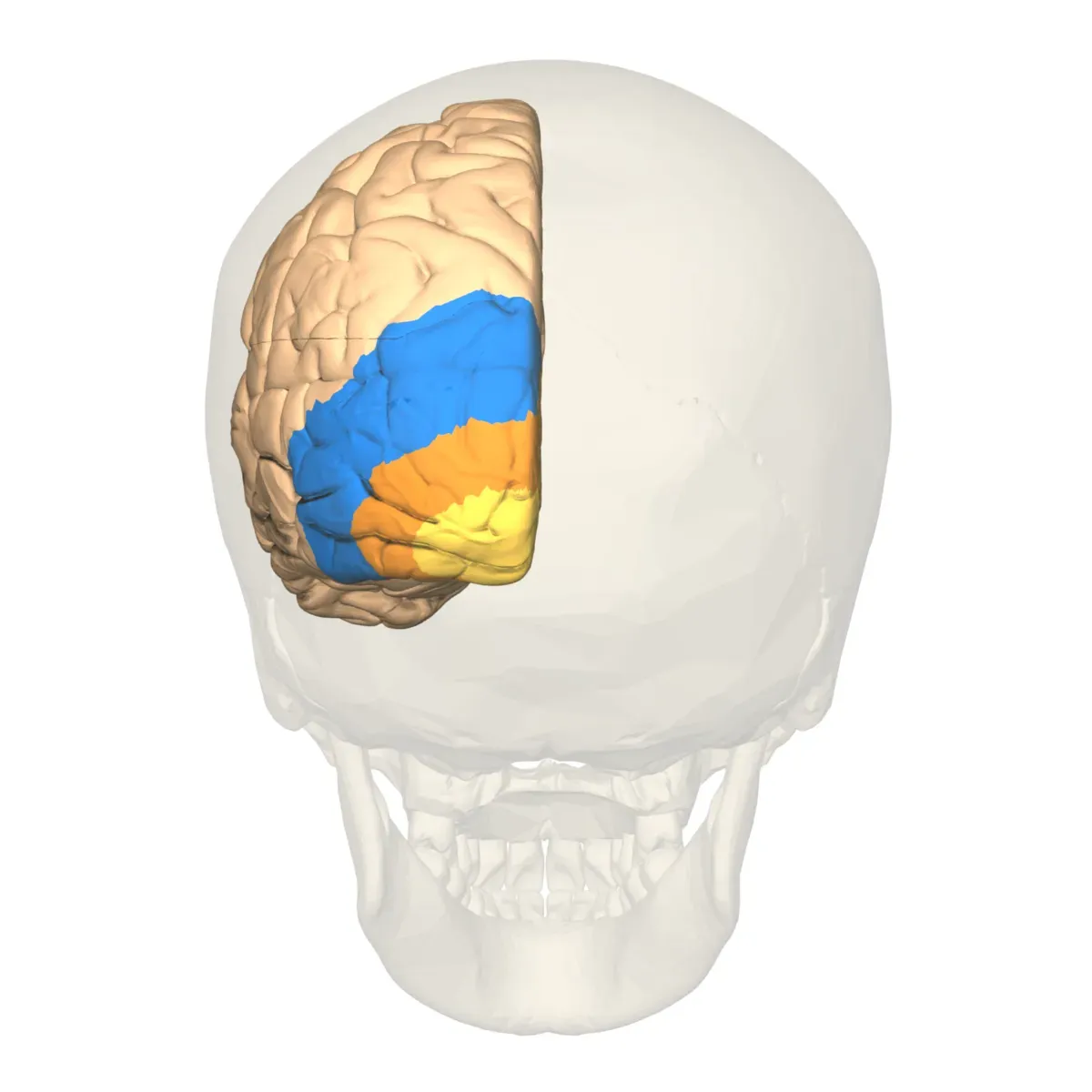 Neural Correlates Point to Posterior Brain Regions (Image Credits: Wikimedia)