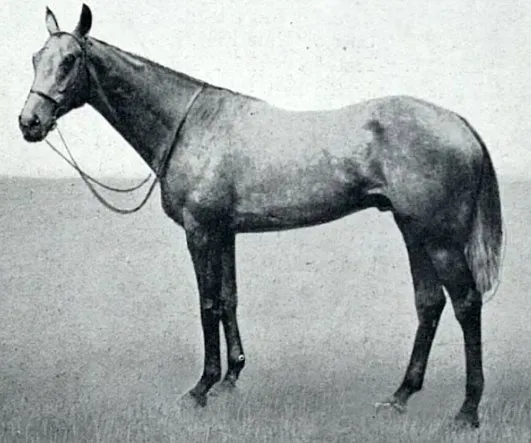 8. Caligula Made His Horse a Senator (Illustrated Sporting and Dramatic News - Saturday 26 June 1920, pg. 654, Public domain)