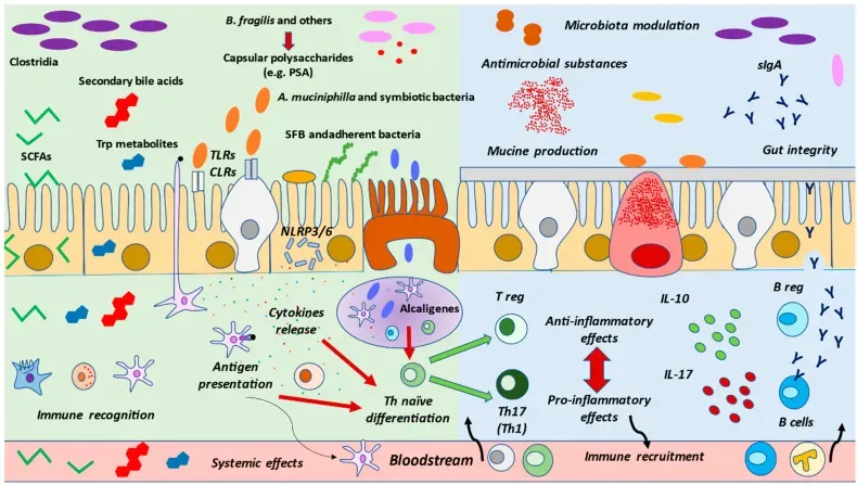 The Gut-Immune System Alliance You Never Knew Existed (Image Credits: Wikimedia)