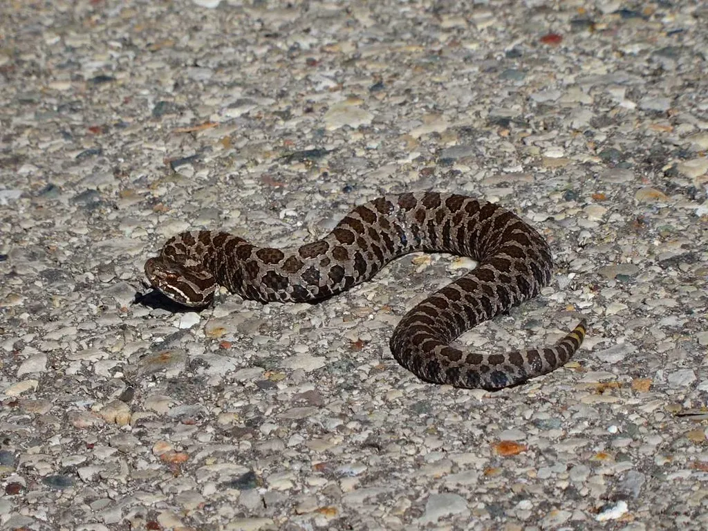 9. Massasauga Rattlesnake (Sistrurus catenatus) (webhishek, Flickr, CC BY 2.0)