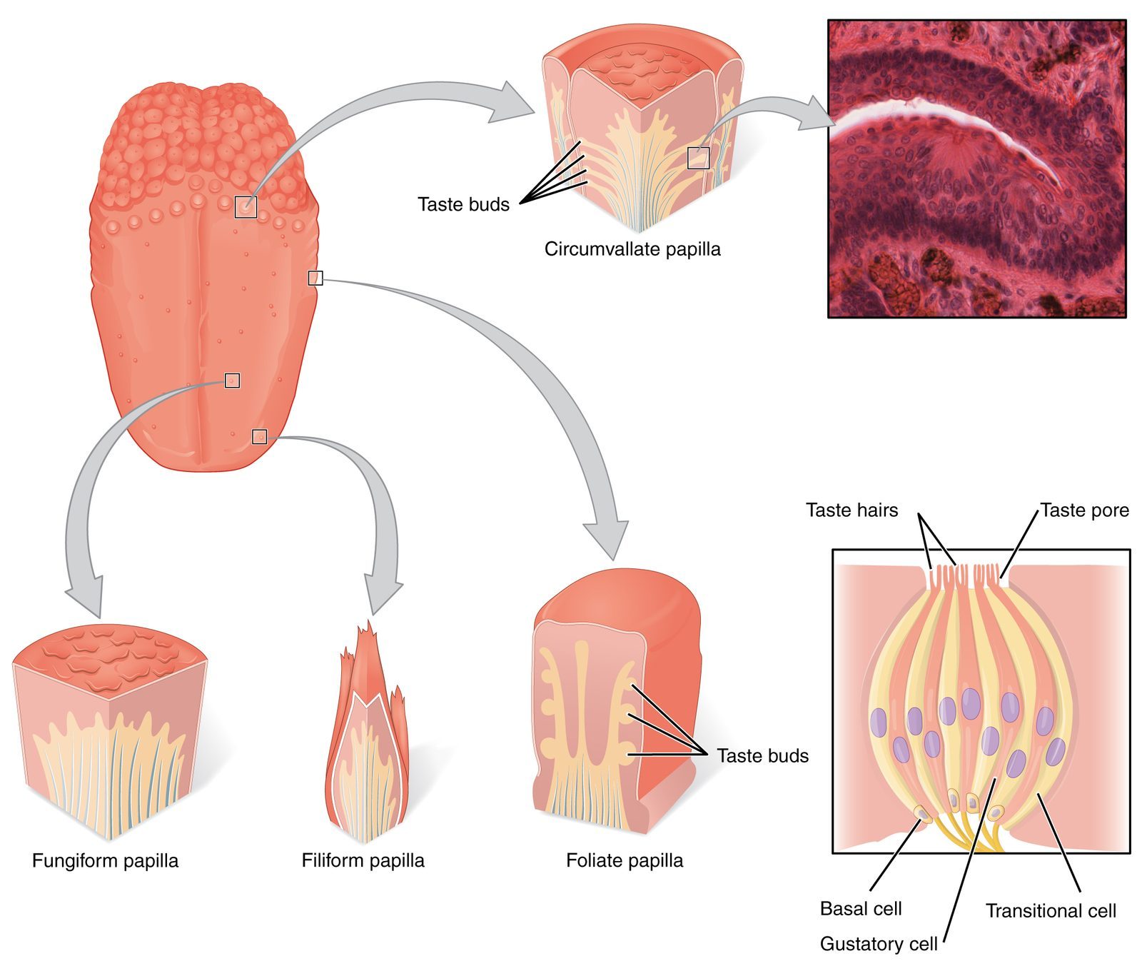 The Fascinating World of Taste Variations (Image Credits: Wikimedia)