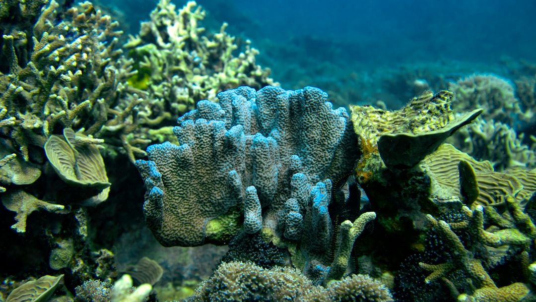 Ocean Suffocation: How Global Warming Killed Marine Life (Image Credits: Unsplash)