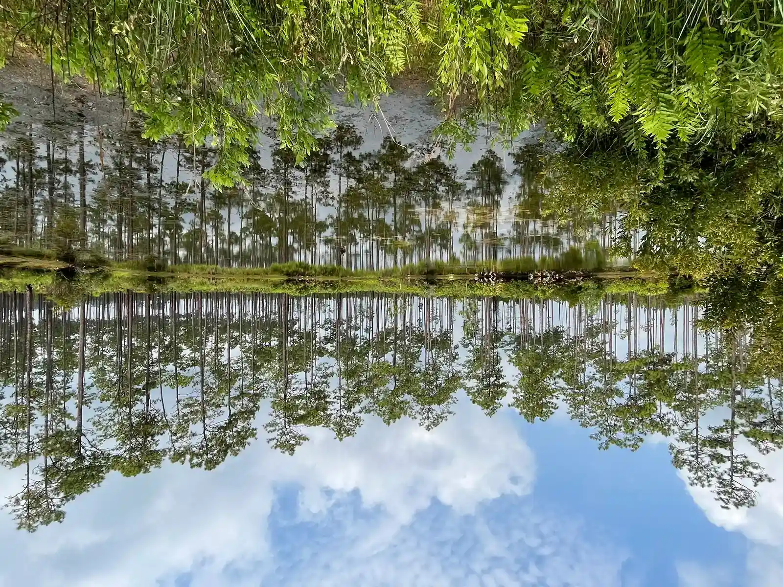 Okefenokee National Wildlife Refuge, Georgia and Florida, USA (By Riis2602, CC BY-SA 4.0)