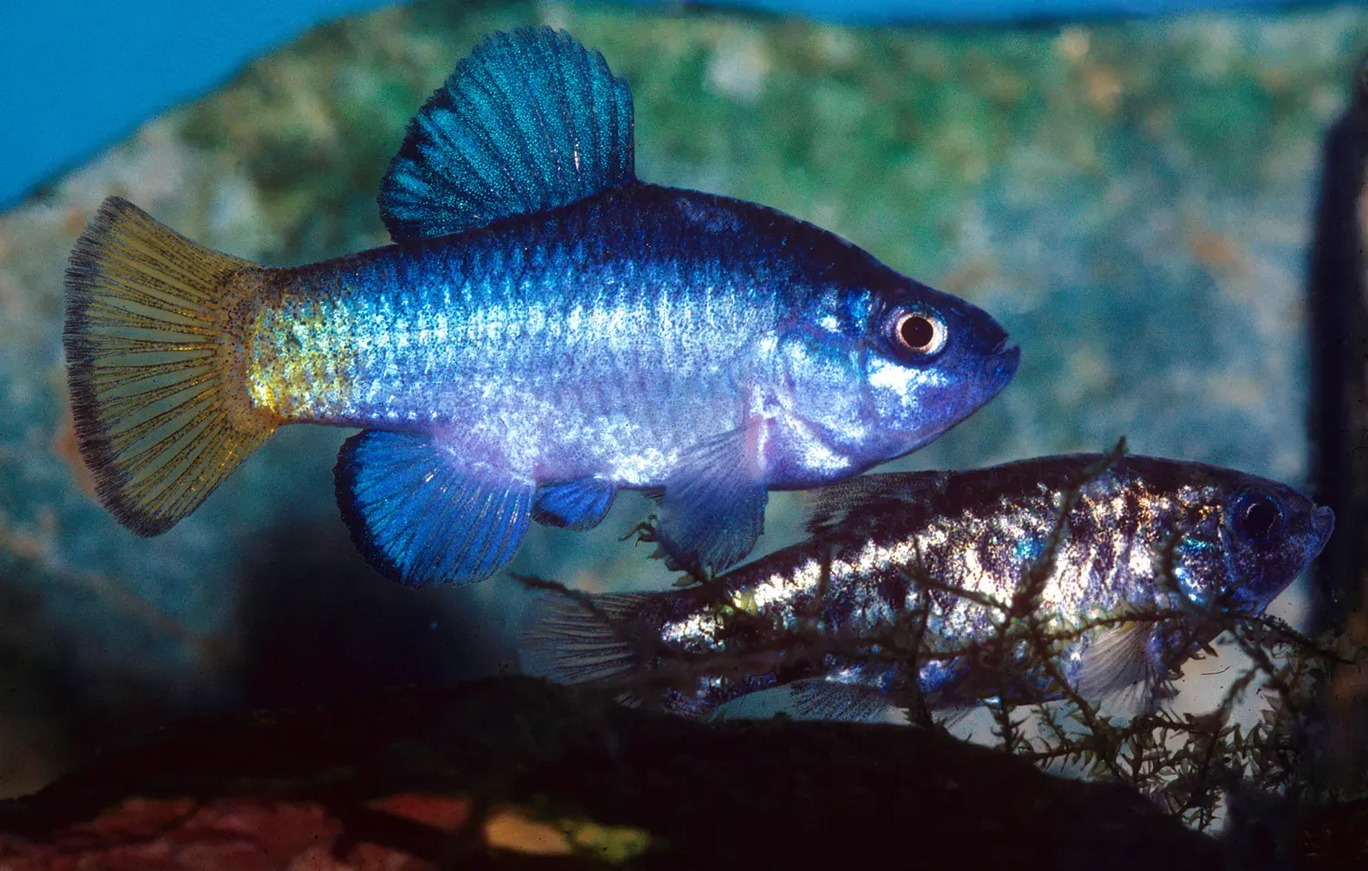 Desert Pupfish: Heat-Loving Survivors in Evaporating Pools (Correspondence/personal work of P.V. Loiselle, CC BY-SA 3.0)
