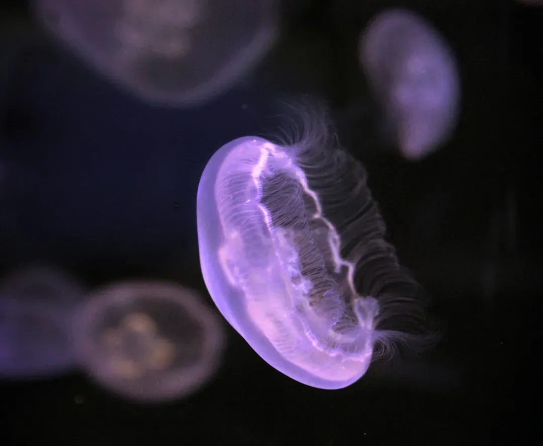 The Hidden Universe Beneath the Waves (Image Credits: Unsplash)