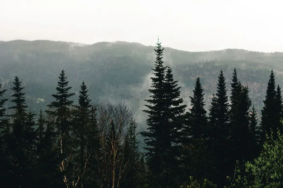 Why the Forest Is Moving North Faster Than You Expect (Image Credits: Pexels)