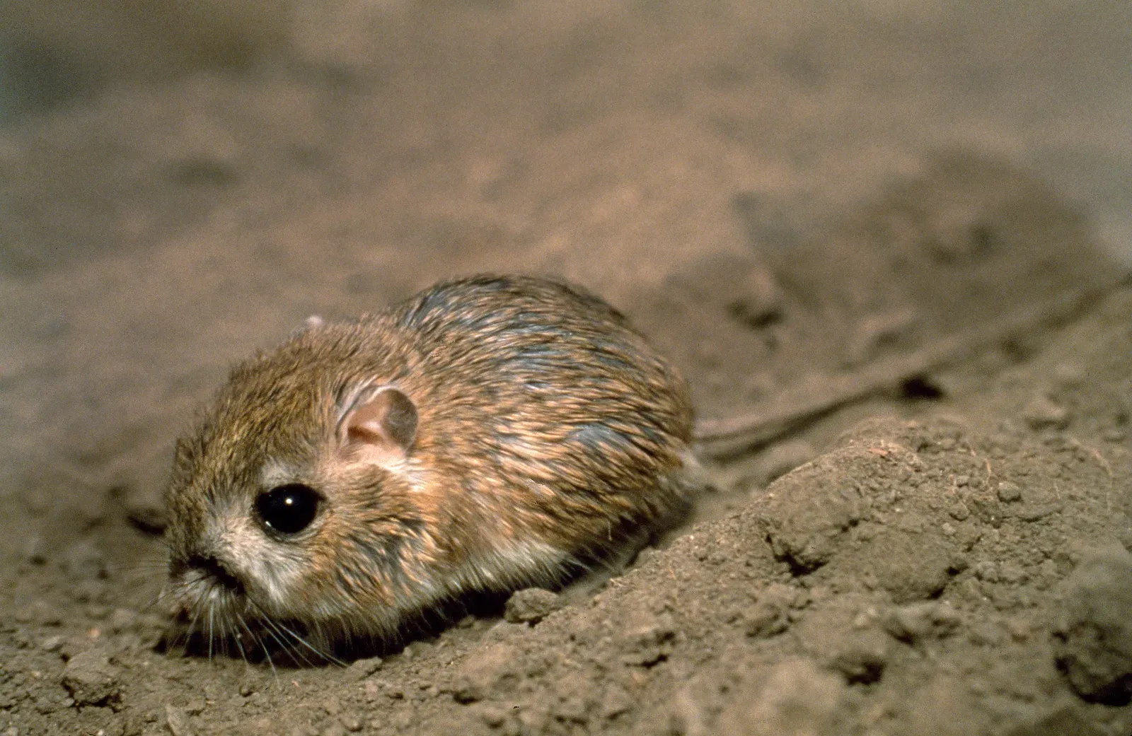 The Kangaroo Rat's Water-Free Lifestyle (California Department of Water Resources, Public domain)