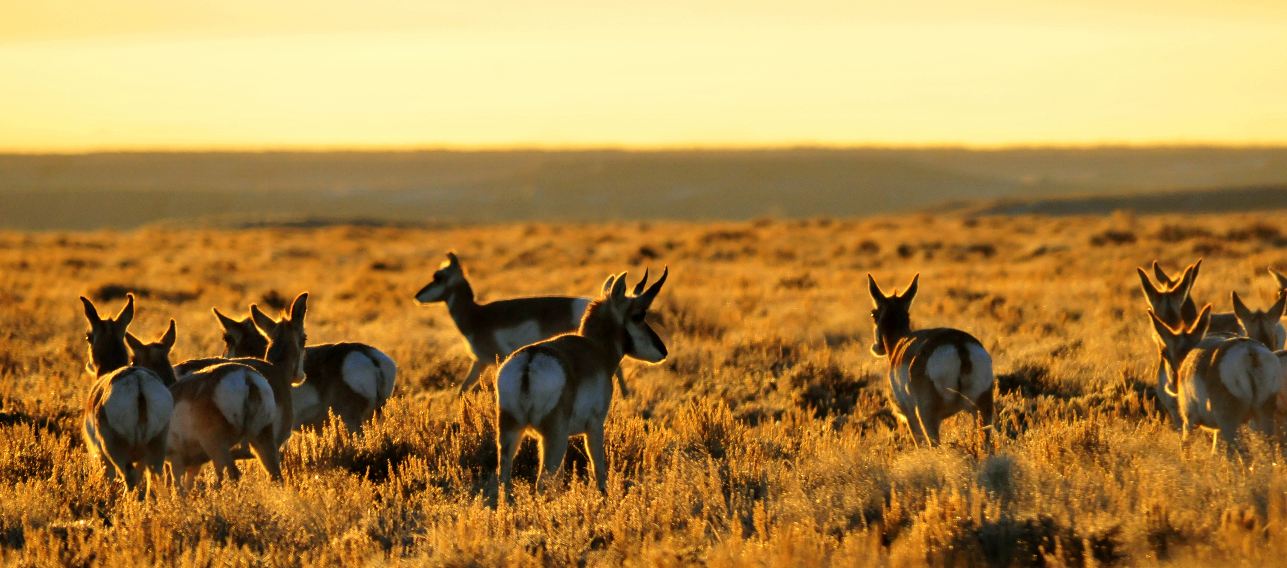 Translocation Programs Seed New Populations (Image Credits: Wikimedia)