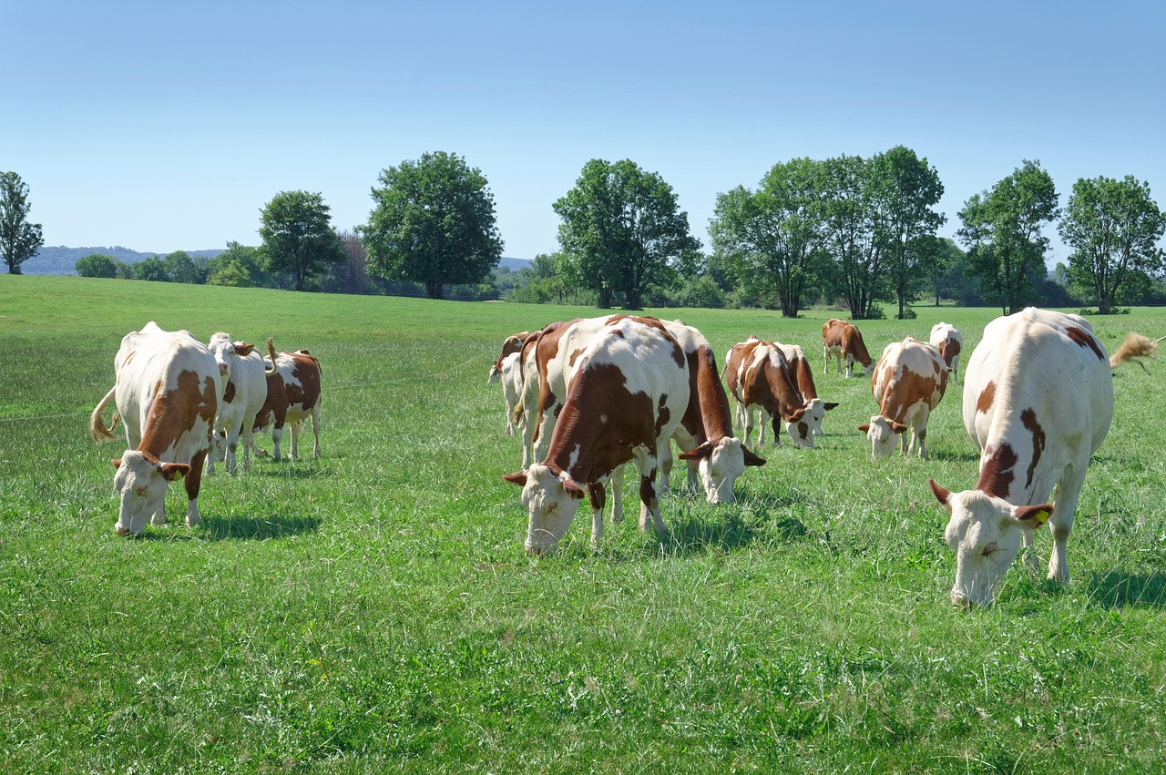 Taurus: The Grazing Herd Mentality (Image Credits: Pixabay)