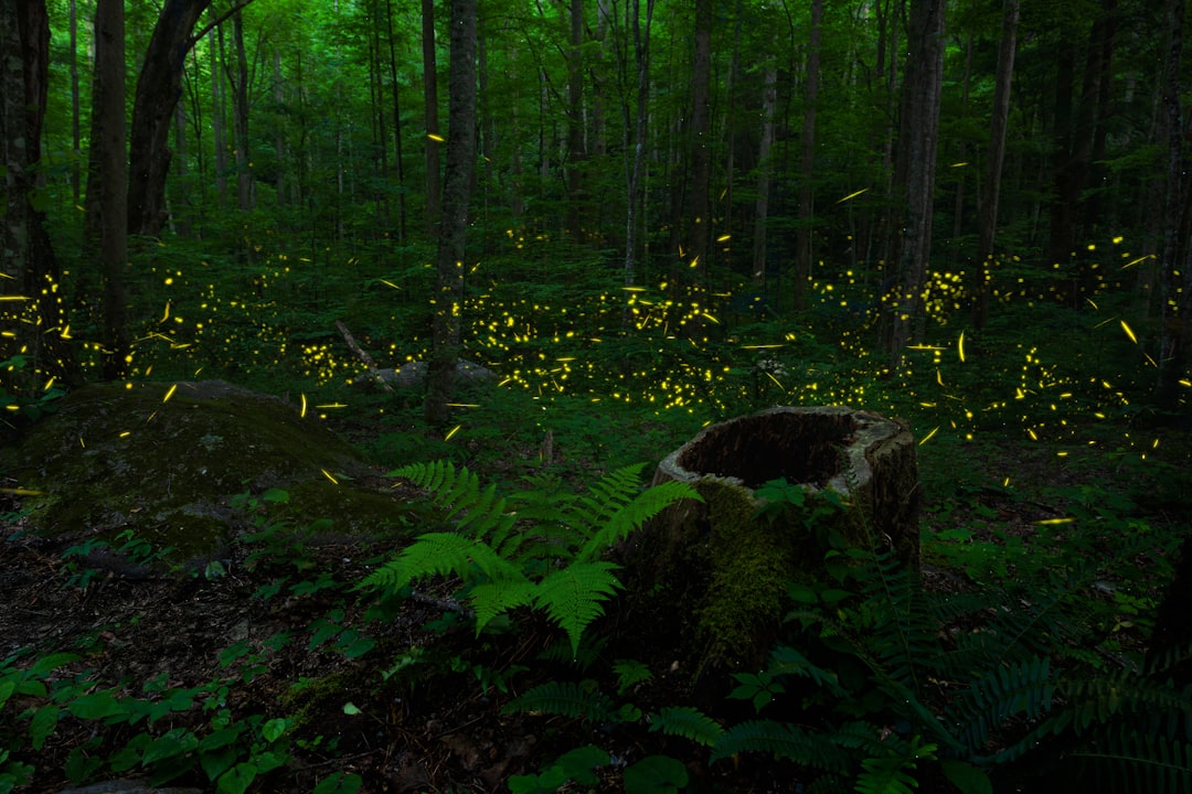 Predator Defense Through Light Displays (Image Credits: Unsplash)