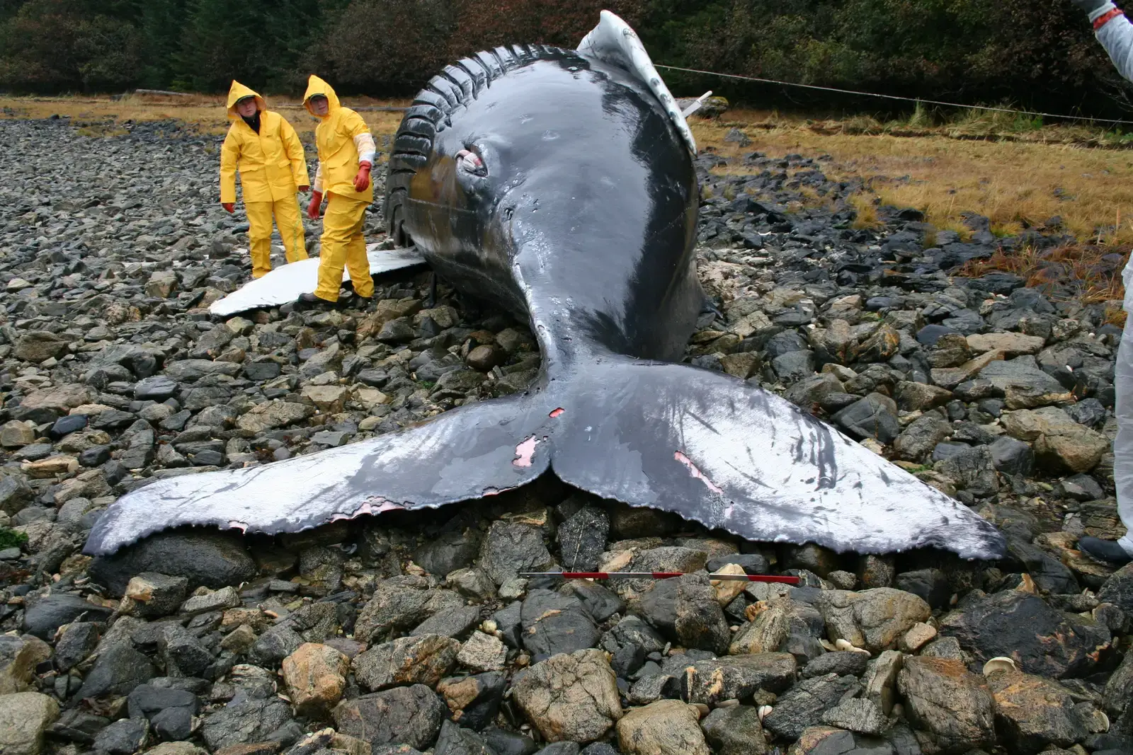 Mass Whale Strandings Happen For Unknown Reasons (Image Credits: Wikimedia)