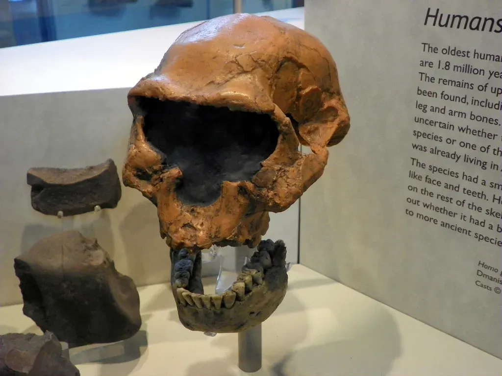 #24 The Dmanisi Skulls: Early Humans Leaving Africa Sooner (Peter O'Connor aka anemoneprojectors, Flickr, CC BY-SA 2.0)