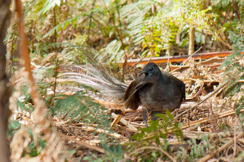 The Lyrebird's Perfect Mimicry Mystery (Image Credits: Flickr)