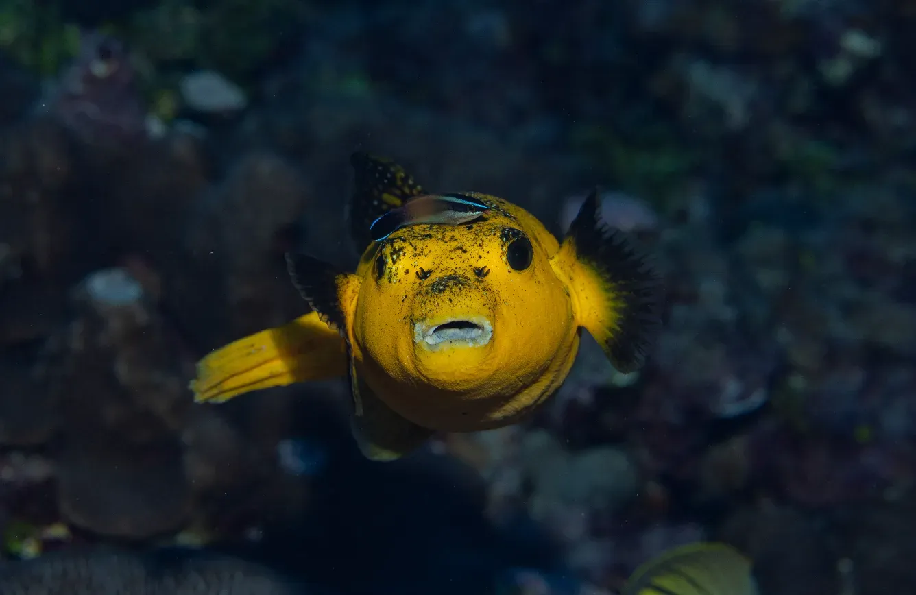#10 - Fish That Recognize Themselves in a Mirror (By NOAA Fisheries/Nate Hayes, Public domain)