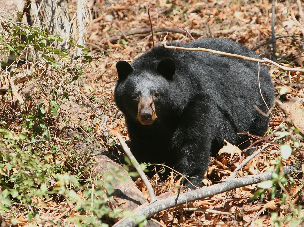 Opinionated Conclusion: We Invited Bears Closer - Now We Have to Grow Up About It (anoldent, Flickr, CC BY-SA 2.0)
