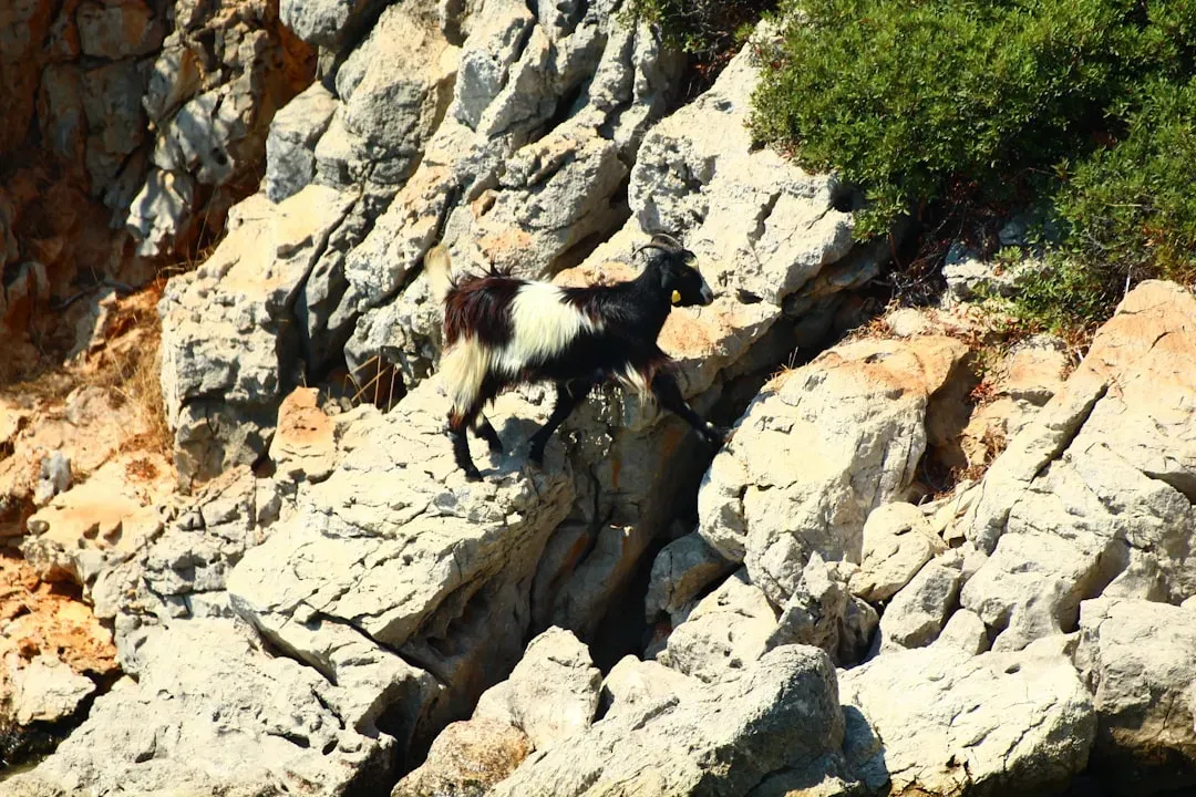 Capricorn: The Mountain Goat Climbing Slowly Through Adversity (Image Credits: Unsplash)