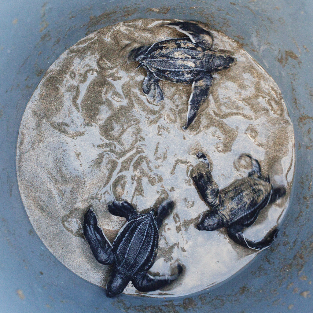 Record Breaking Leatherback Numbers Make History (Image Credits: Flickr)