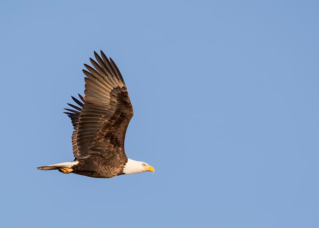 The Eagle: Master of Wind Currents (Image Credits: Unsplash)