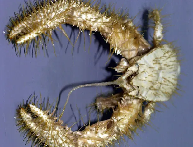 5. Yeti Crab – The Hairy Gardener of Hydrothermal Vents (Image Credits: Flickr)