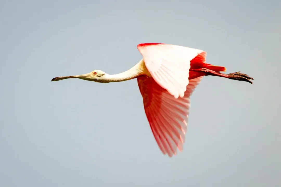 Texas: Coastal Powerhouse of Spoonbill Populations (Image Credits: Unsplash)