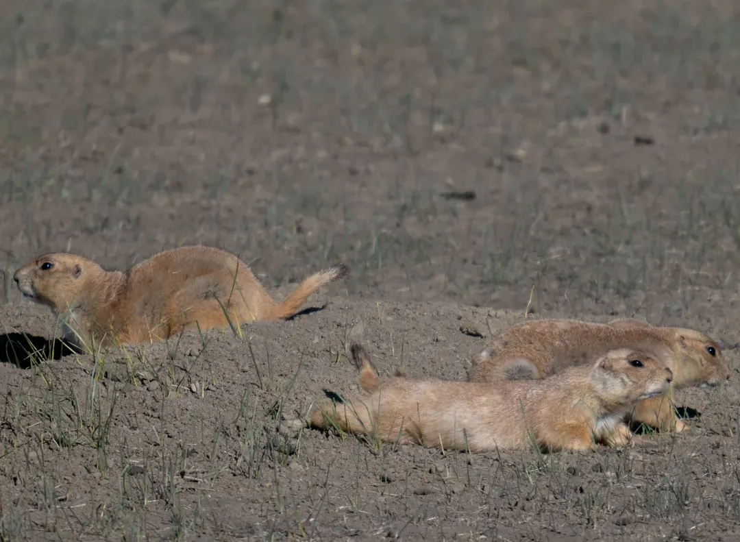 9. Prairie Dogs and Ground‑Dwelling Community Builders (Image Credits: Unsplash)