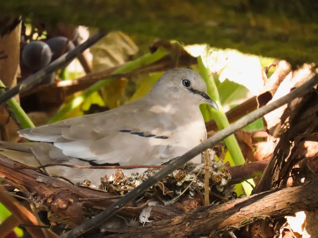 3. Their Nests Look Terrible On Purpose (Image Credits: Unsplash)
