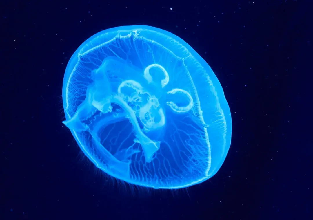 The Immortal Jellyfish That Rewinds Its Own Life (Image Credits: Unsplash)