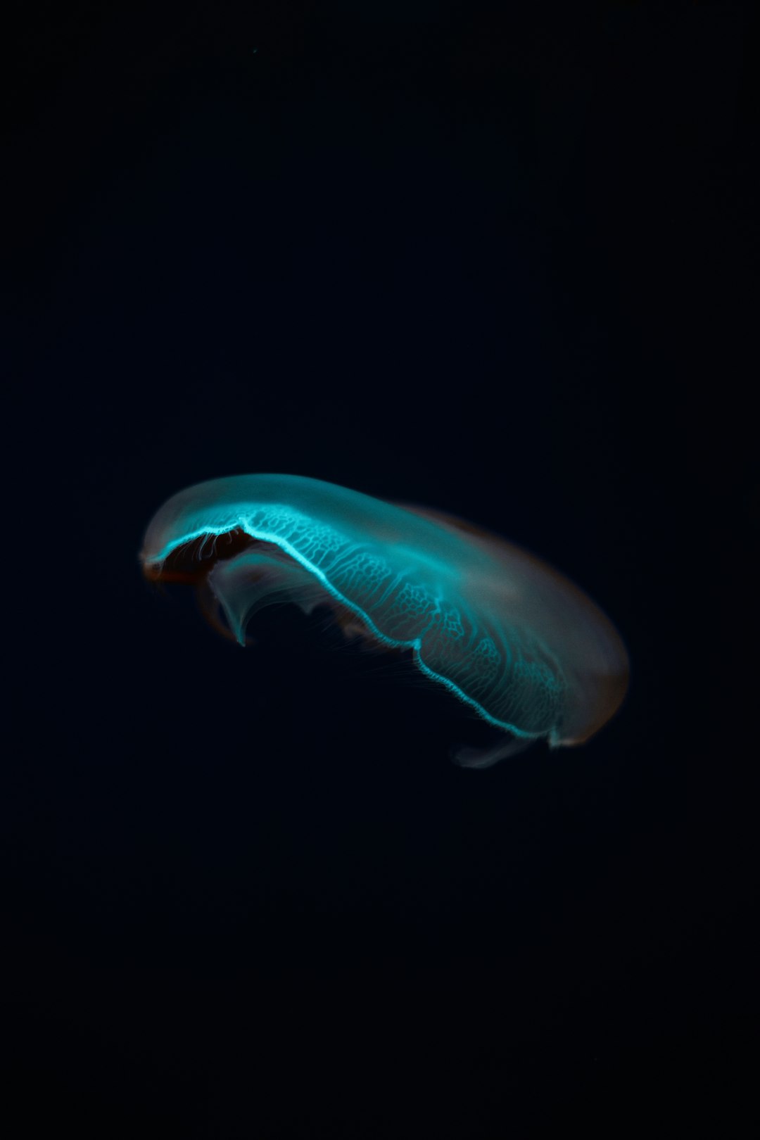 The Future Landscape of Marine Research (Image Credits: Unsplash)